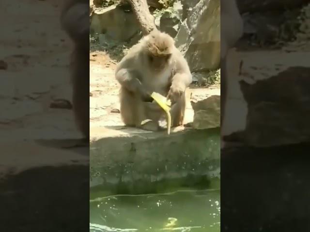 Monkey Eating Banana #shorts