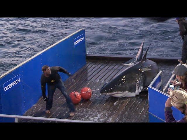 Mary Lee Starts OCEARCH's Journey To Expedition Nova Scotia 2020