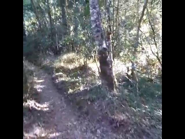 Video amatir Penampakan di gunung pagi hari