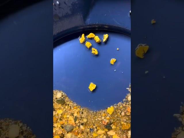 ” KLESH GOLD PAYDIRT REVIEW ”          5 grams guaranteed. Loaded with chunky gold!!!