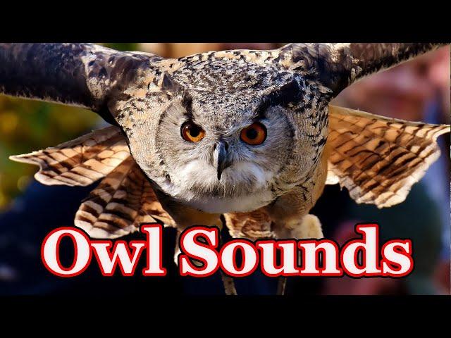 Owl sounds to scare squirrels  scare birds away - 7 hours