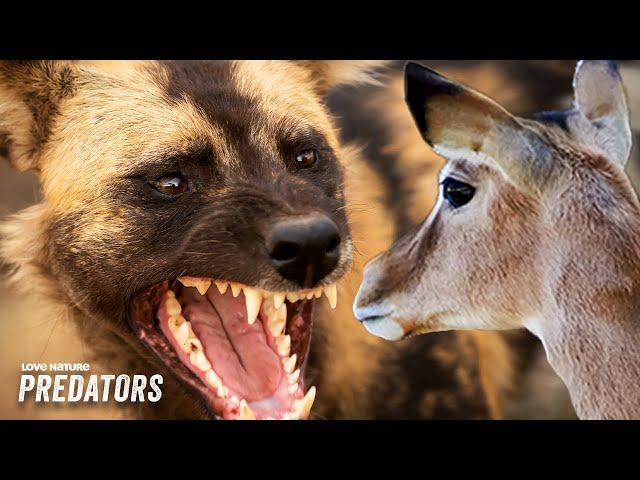 Hungry Wild Dogs Stalk Antelope and Calf in Hunt | Wildlife Icons 204