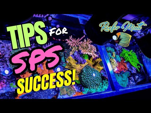 Tips for SPS Coral Success!