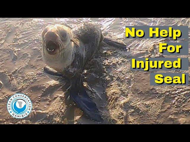 No Help For Injured Seal