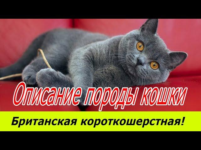 Британская короткошерстная кошка описание породы!