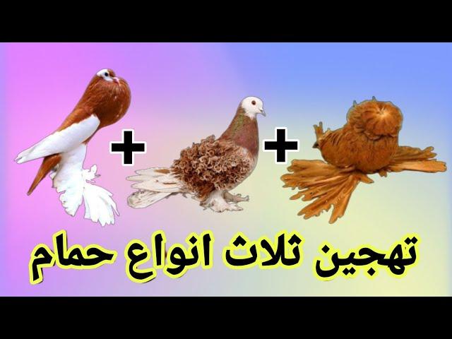 تهجين حمام 3 انواع في نوع واحد  شوف طلع ايه