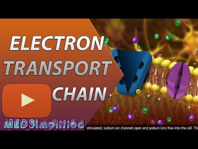 Electron Transport Chain ETC Made Easy