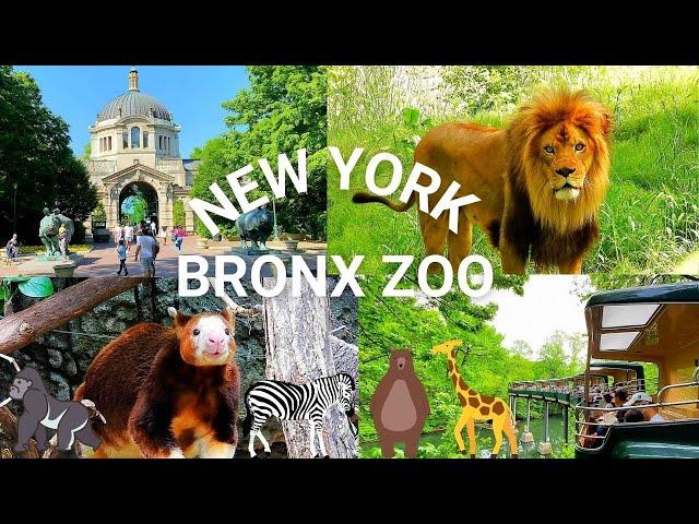 NYC Bronx Zoo Highlights | Exploring One of the Best Zoos in the United States