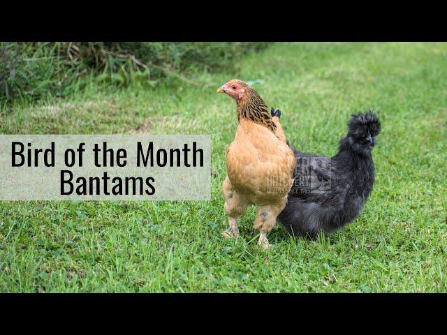 Meyer Hatchery Bird of the Month - Bantams!