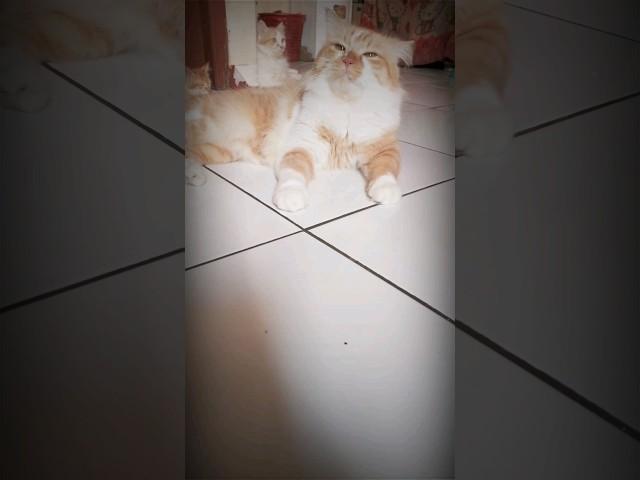 VIRAL.! KUCING LAGI SANTAI LUCU#shorts #shortsviral #shortsvideo #shortsfeed #comedy #lucu #funny