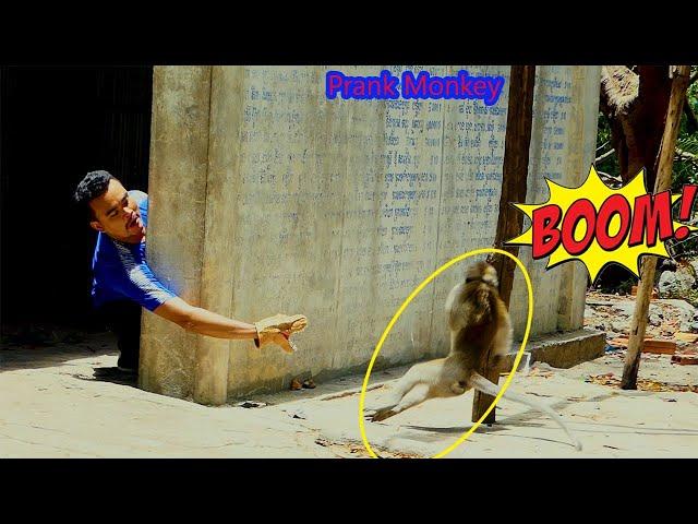 Funny Dinosaur Head Prank Monkey