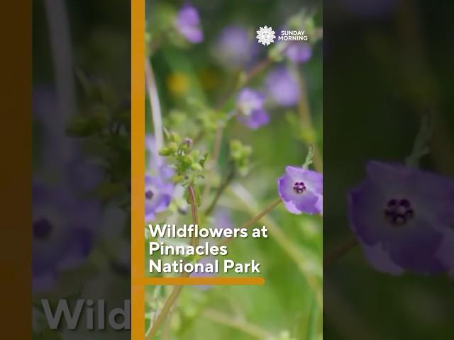 Wildflowers at Pinnacles National Park in California #shorts
