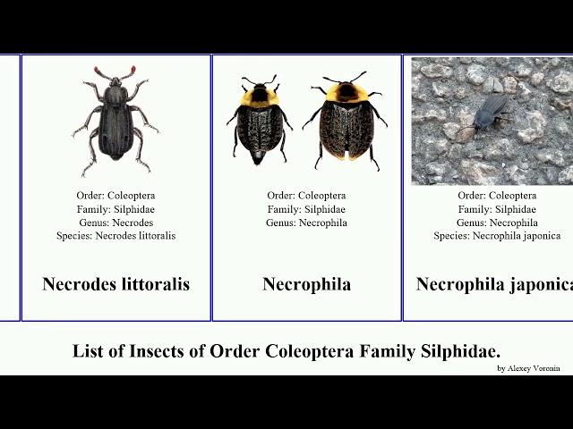 List of Insects of Order Coleoptera Family Silphidae. nicrophorus beetle carrion silpha burying