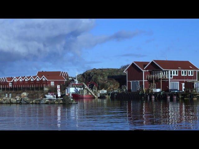 Coop Änglamark økologiske blåskjell Debio sertifisert