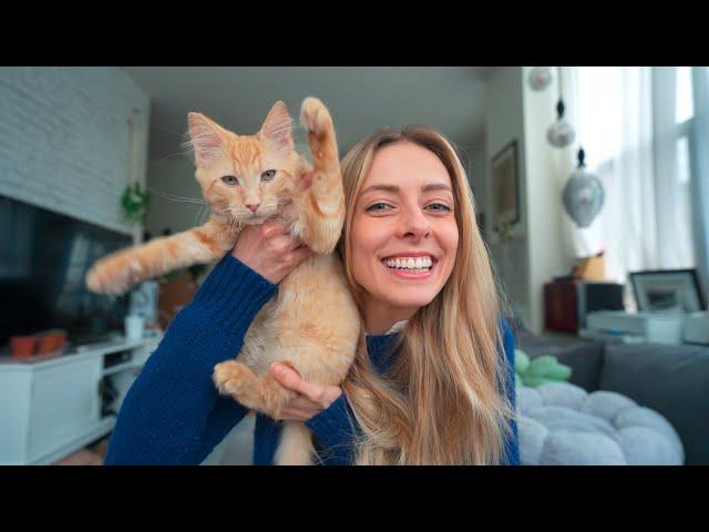 I Adopted a Kitten | My Favorite Cat Supplies Haul