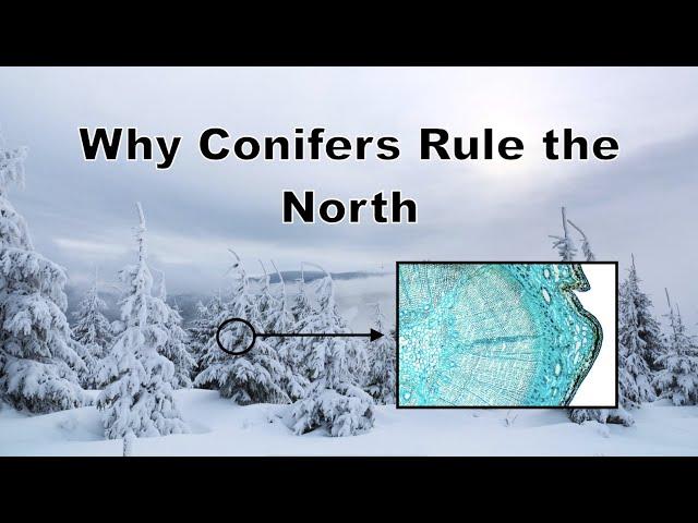 Why Do Conifers Rule the North?