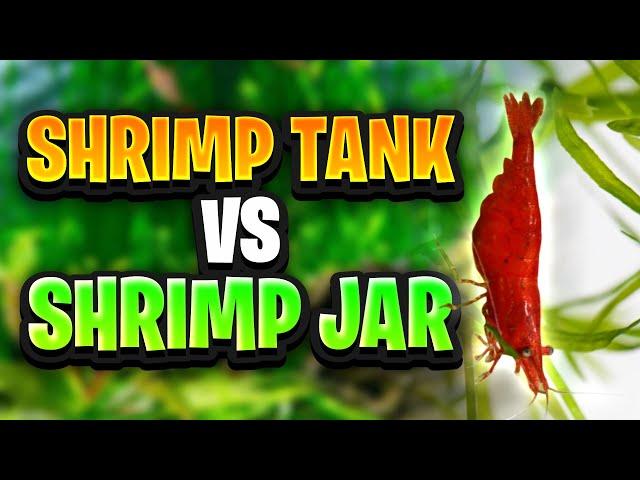 Shrimp Tanks Vs Shrimp Jars - Whats The Best Option For A Beginner Cherry Shrimp Setup?