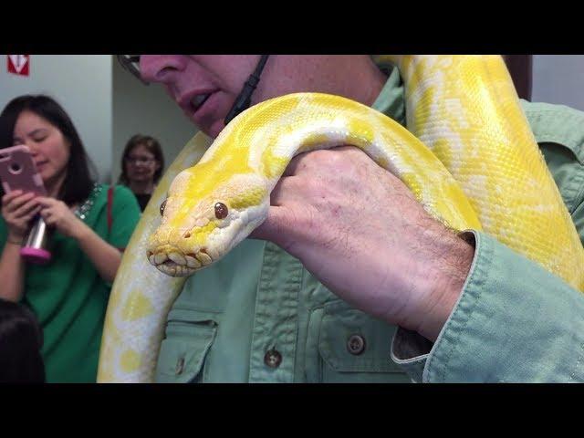 Yellow Snake Python (HD)