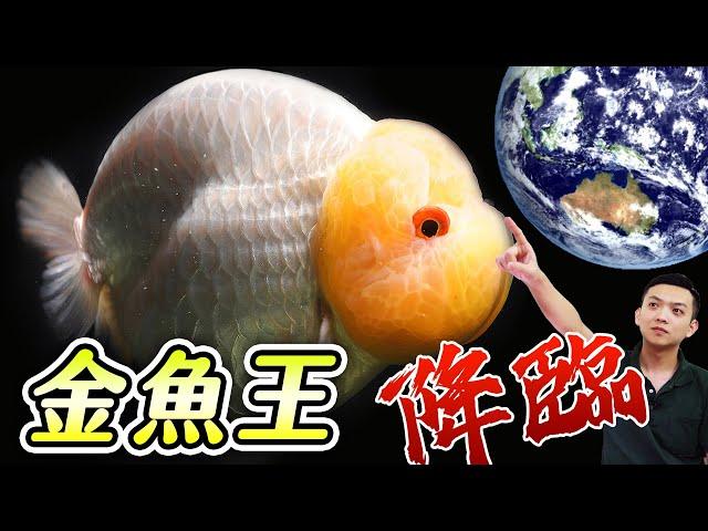 從日本海運來的金魚之王！五種金魚詳細介紹！