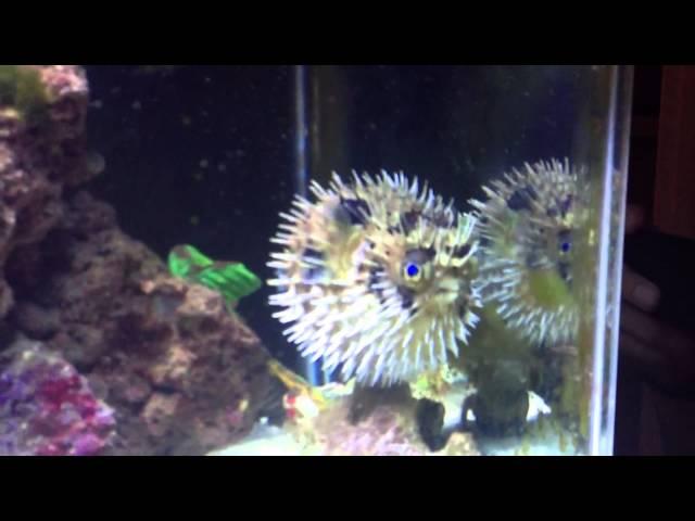 Pufferfish Puffs Up!!