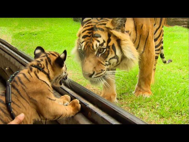 Cubs Reunited With Their Parents After Years!