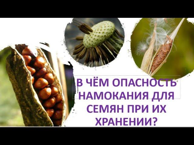 20. В чем опасность намокания для семян при их хранении?