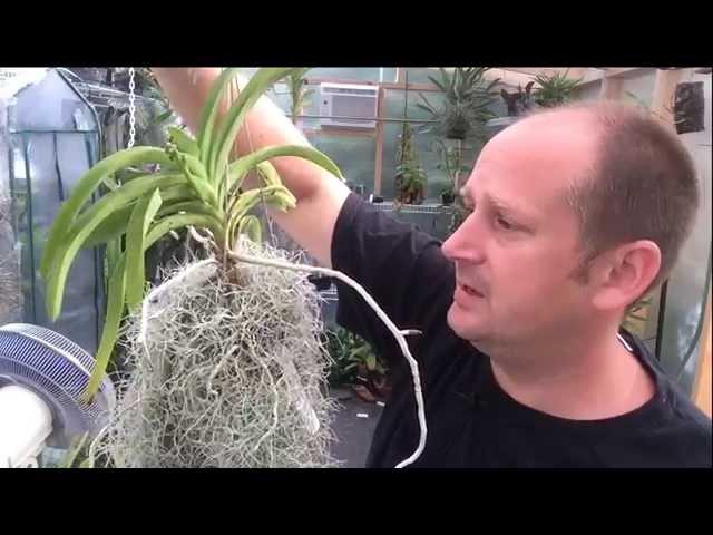 Vanda Care Update: Growing Vanda's in pots/ Vanda Roots and Bloom Spikes in Higher humidity