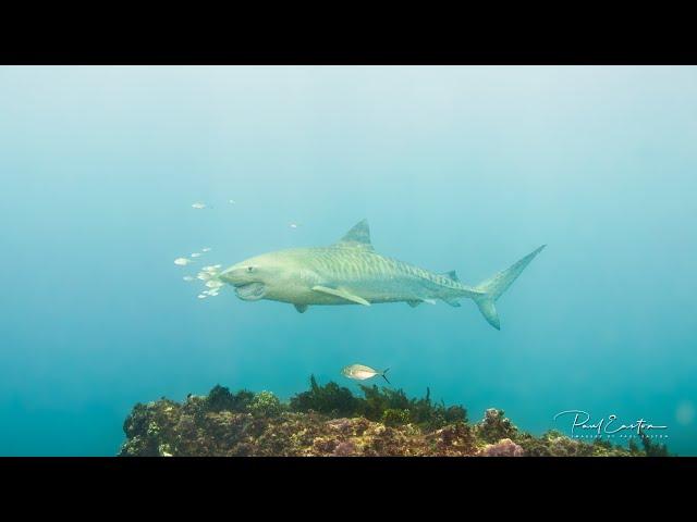 Diving Perth and Rottnest - imagery_by_paul_easton