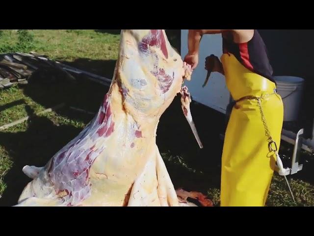 World's fastest butcher skinning a COW and CUTTING  skills