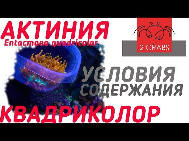 Актиния квадриколор. Опыт содержания.