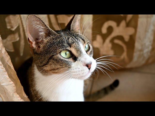 Emerald Eyed Cat Yawning On The Balcony