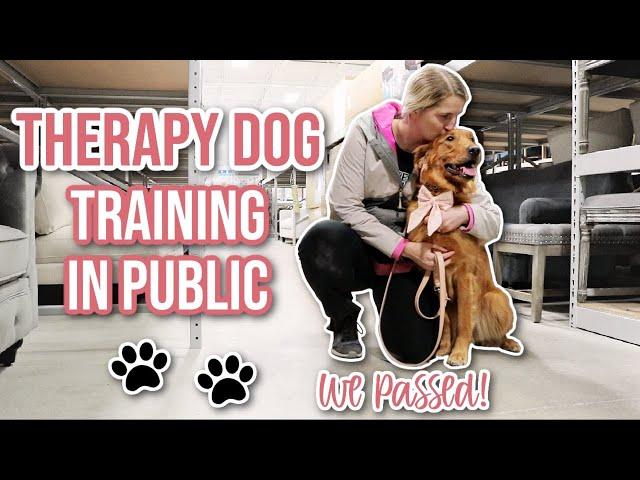 Certified Therapy Dog Test Prep