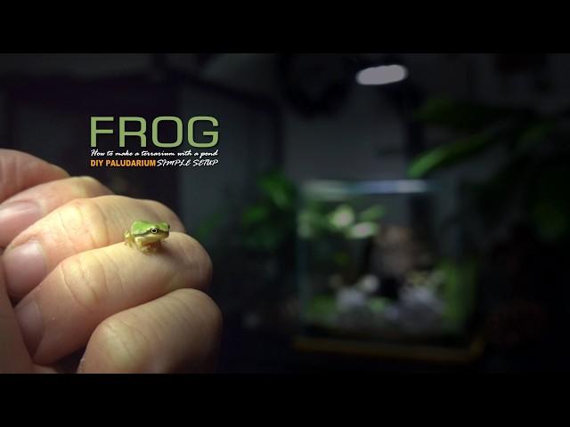 Make a Mini Terrarium POND for Tiny FROGS ｜ビバリウム