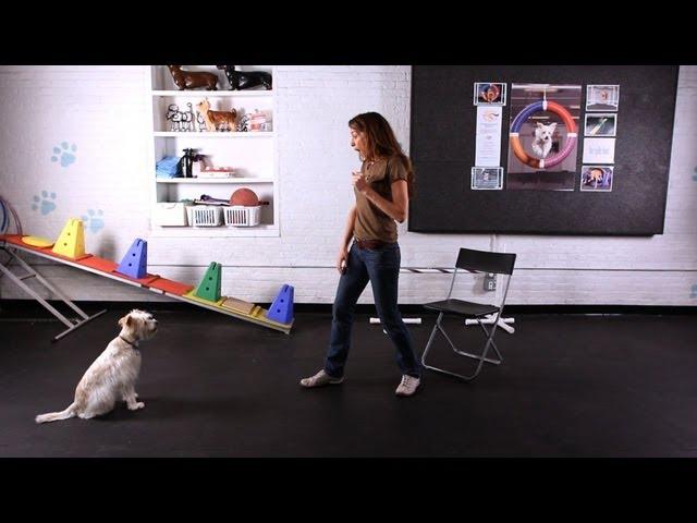 How to Teach Dog to Jump into Your Arms | Dog Tricks
