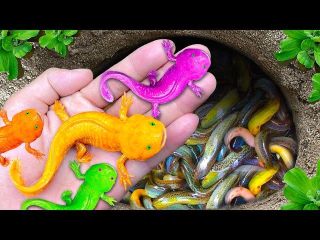 Catching Colorful Tiny Ornamental Iguana Fish, Full Red Guppy, Koi Short Guppy, Red Rose Guppy, Koi