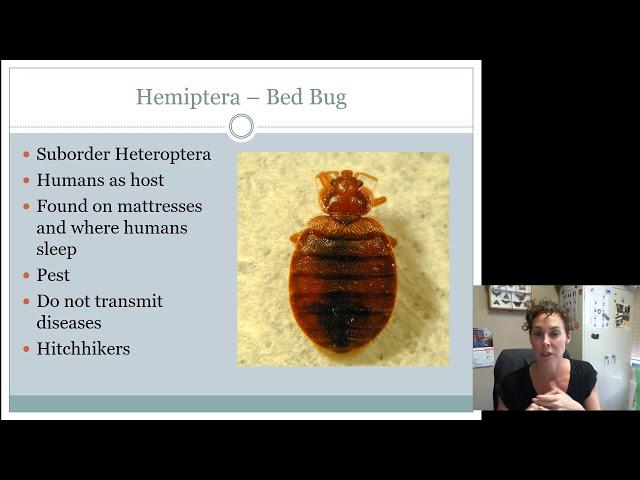 Hemiptera   Heteroptera Juniors, Intermediates AND Seniors