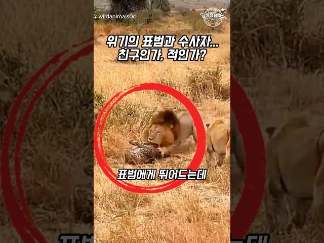 위기의 표범과 수사자: 친구인가, 적인가?