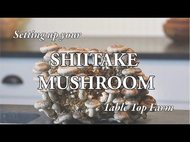 Shiitake Mushroom Table Top Farm Set Up