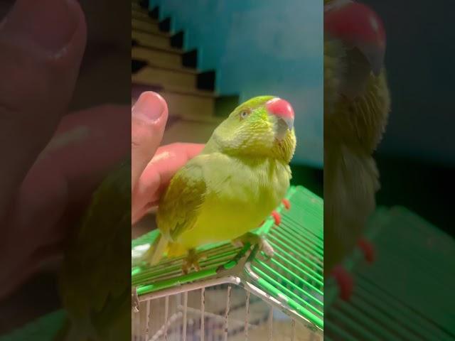 Playing with Parrot #birdlovers #birds #parrotlovers #parrotshorts #shortvideo #petlover #pet