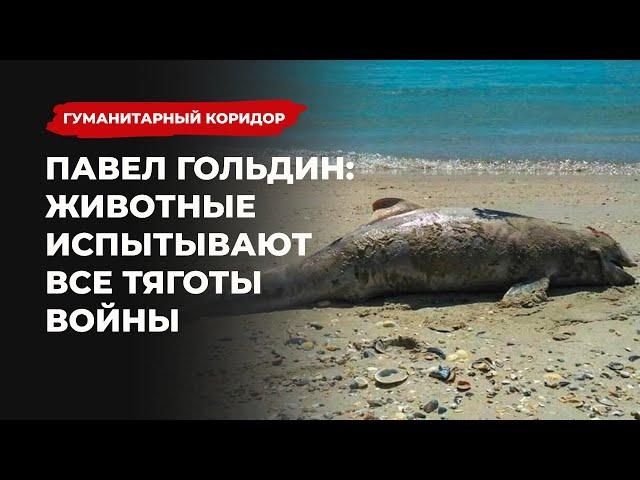 Павел Гольдин: Животные испытывают все тяготы войны | Подкаст «Гуманитарный коридор»