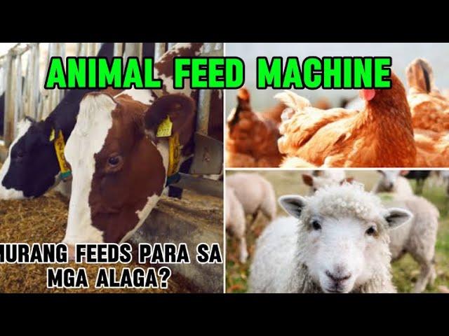 Small Pellet Machine || Pellet mill || Animal feed machine || murang bilihan ng Pellet Machine