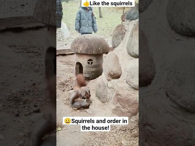 #funny#squirrels#animals#shorts