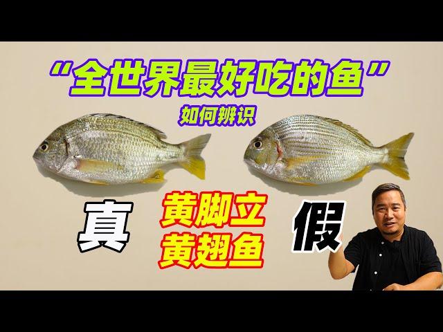 蔡澜：“全世界最好吃的鱼”，如何辨真假，南海名鱼黄脚立黄翅鱼