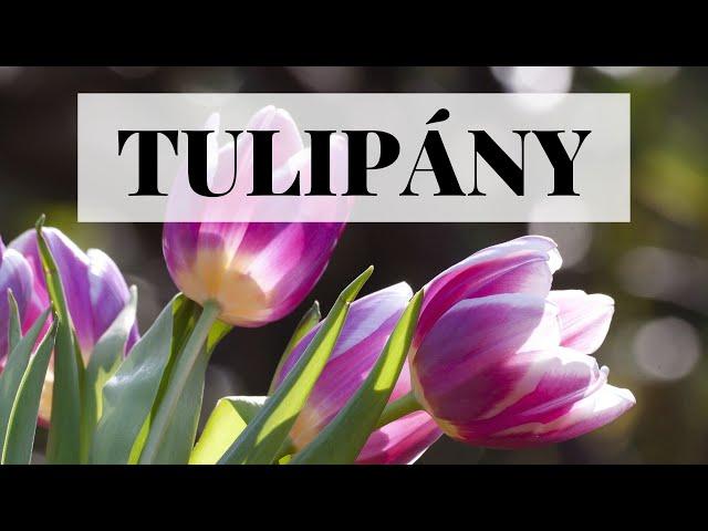 Tulipány - pěstování, výsadba a péče