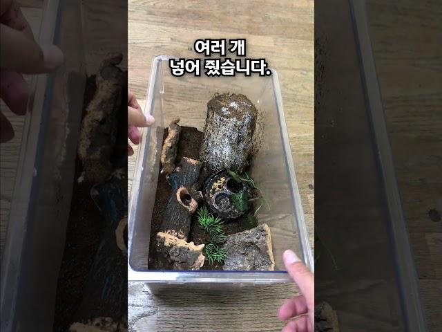 교실에서 곤충 키우기 2탄 - 넓적사슴벌레