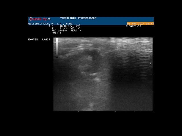 Exotic Practice - budgerigar kidney tumor - ultrasound