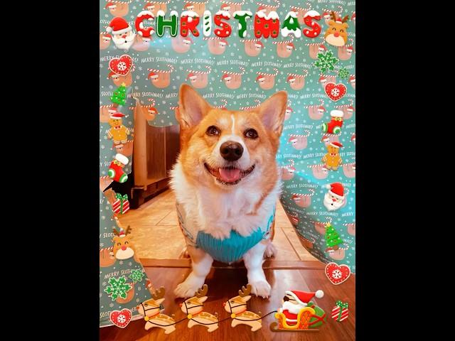 Corgi, Christmas wrapping paper challenge. #shorts