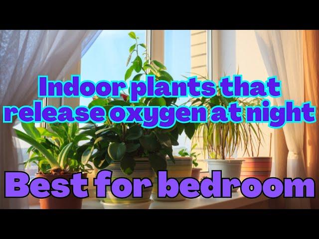 Indoor plants that release oxygen at night, best for bedroom