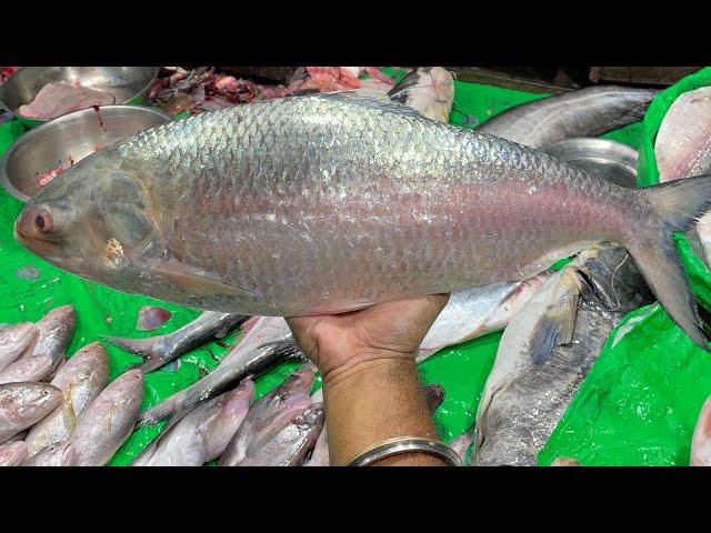 Big Hilsha 2.5 kg size x2 | Padma hilsha   Bangladeshi | ilish fish cutting | Kolkata fish cutting