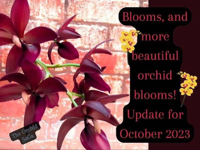 Beautiful orchid blooms! Update for October 2023! :D